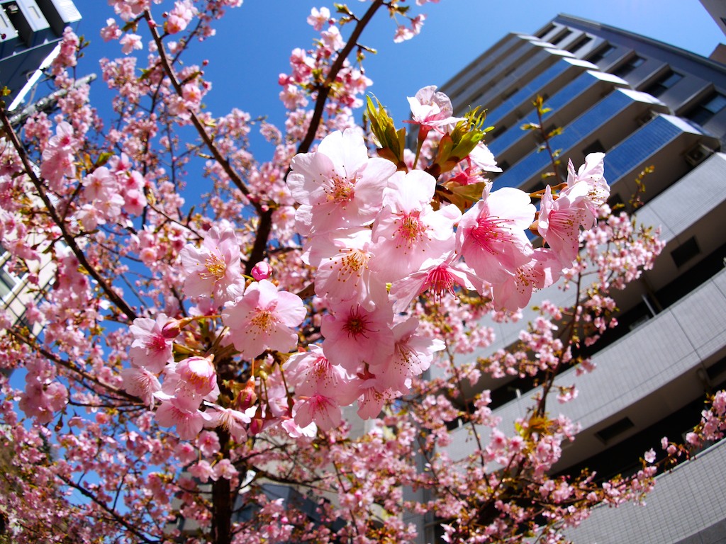 桜もきれいに撮れます。_c0216214_10433919.jpg