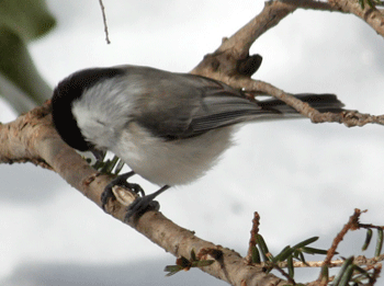 f0232920_1530186.gif