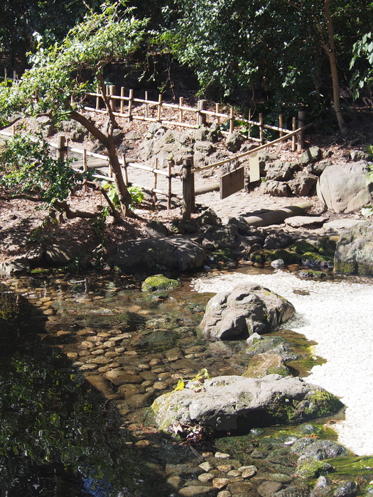 Love 吉祥寺 (6) 春が進む井の頭公園_f0062122_16173069.jpg