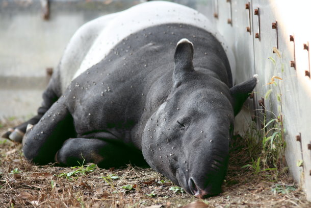バクの夢 動物園放浪記 バクの夢 動物園放浪記