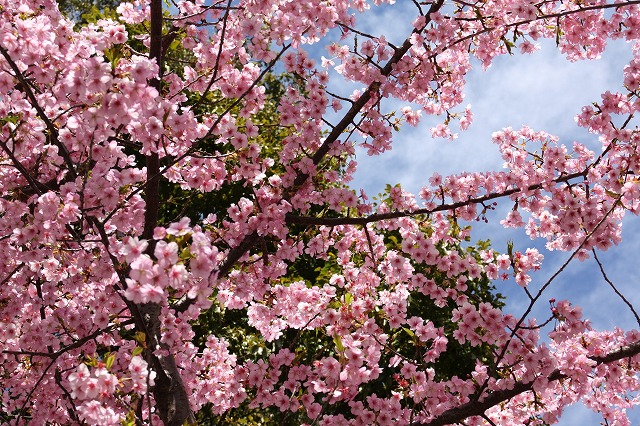 尾鷲神社の河津桜、満開_e0321325_1126575.jpg