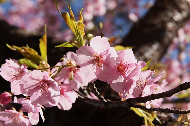 尾鷲神社の河津桜、満開_e0321325_11304635.jpg