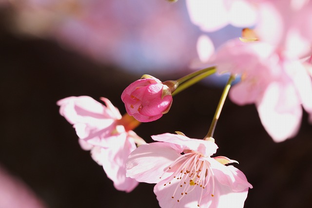 尾鷲神社の河津桜、満開_e0321325_1132532.jpg