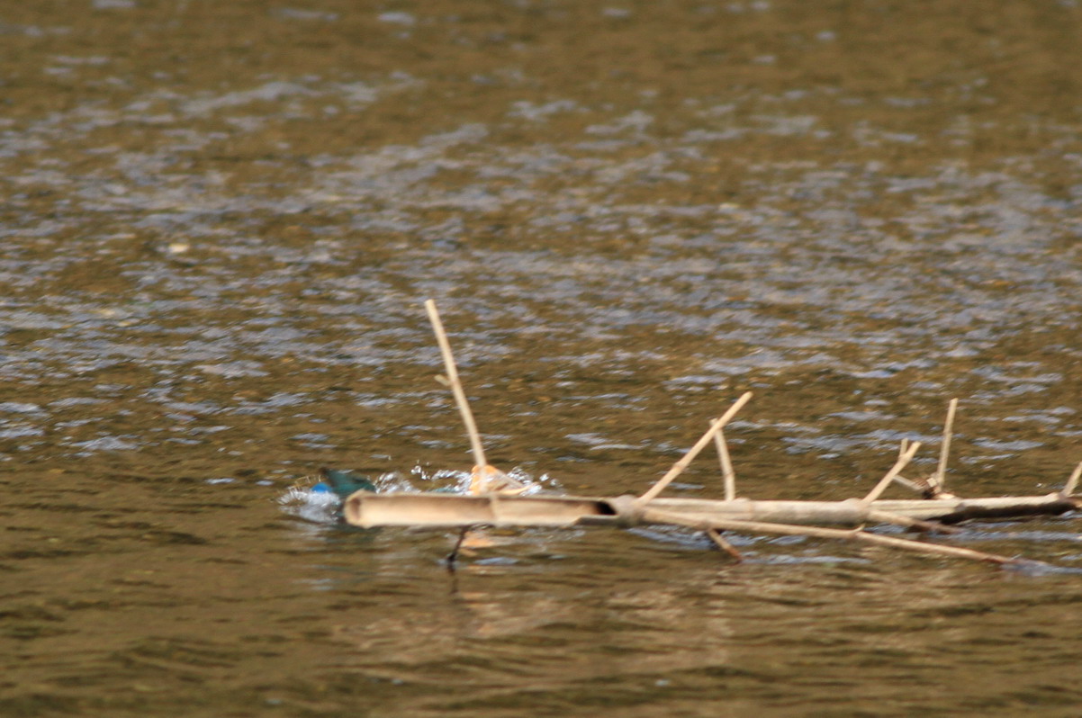 錦川清流線とカワセミ_a0124530_2153987.jpg