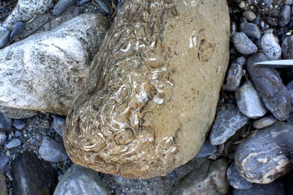 化石を探しに行ってきました 一志層群 その1 オヤジnekoの今日も青空 化石を探しに行ってきました 一志層群 その1 オヤジnekoの今日も青空