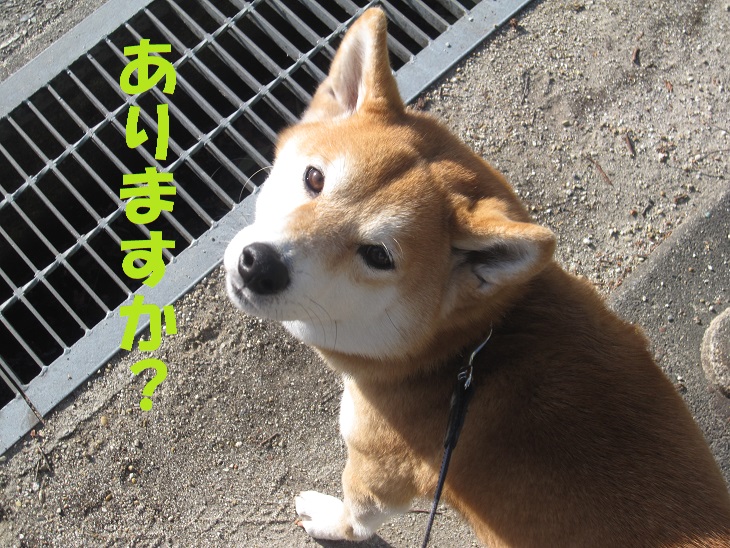 限定 柴犬図書カード への道のり オーク 熟成中 限定 柴犬図書カード への道のり オーク 熟成中