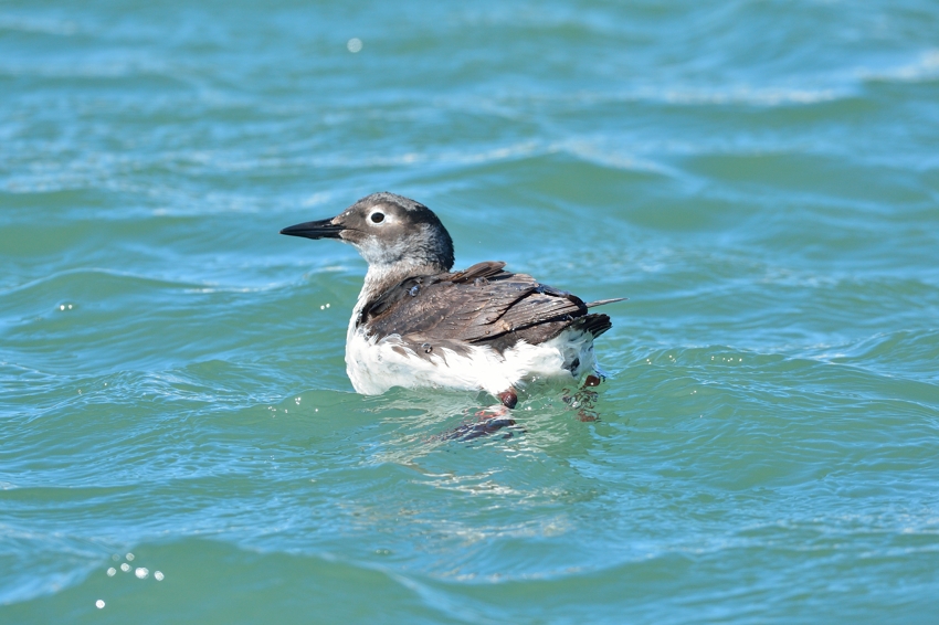 ケイマフリ（Spectacled Guillemot）～2014.03_b0148352_2359040.jpg