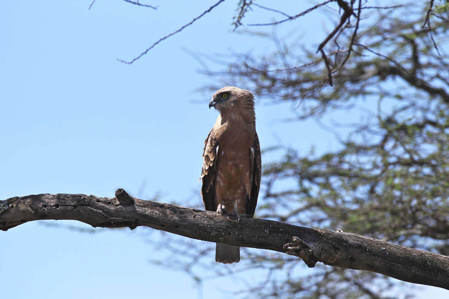 ムナグロチュウヒワシ若鳥（Black-chested Snake-Eagle）_d0013455_13552167.jpg