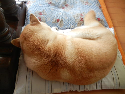 ’14,3,9(日)寒いけど午後から散歩!_f0060461_1445249.jpg