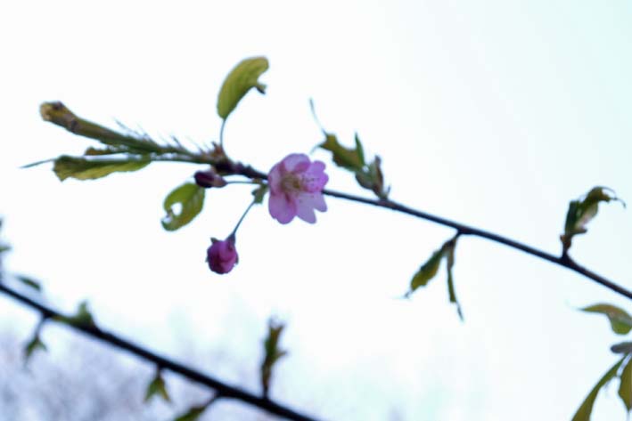 六国見山へ植樹第一号の河津桜に待望の花一輪：14・3・8_c0014967_21341841.jpg