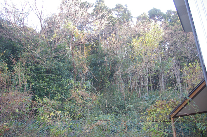 六国見山へ植樹第一号の河津桜に待望の花一輪：14・3・8_c0014967_2135169.jpg