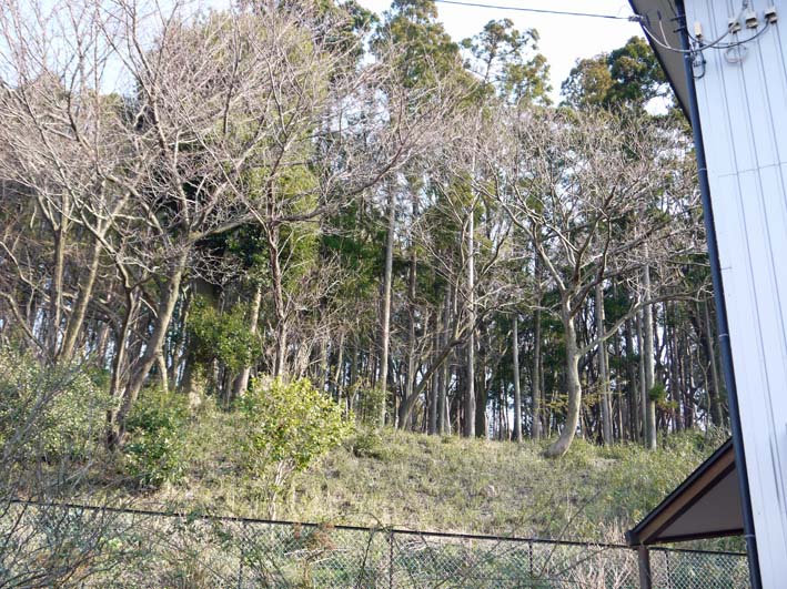 六国見山へ植樹第一号の河津桜に待望の花一輪：14・3・8_c0014967_21353060.jpg
