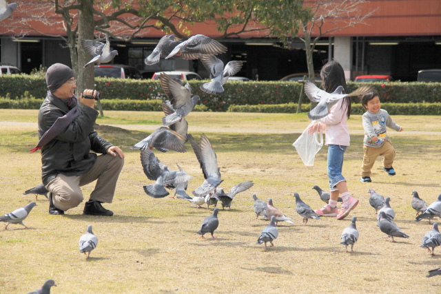 「びわ湖開き」にて～ユリカモメと鳩の乱舞_b0055171_1139459.jpg