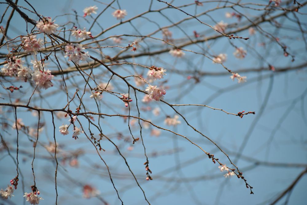 Spring has come!@千住神社_f0234471_1520093.jpg