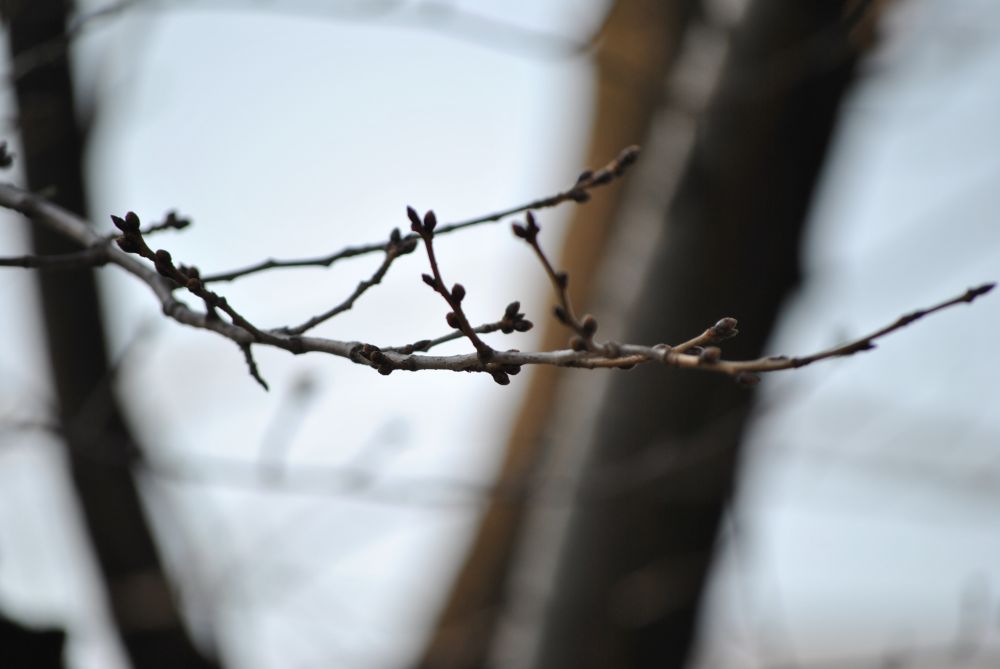 Spring has come!@千住神社_f0234471_15204027.jpg