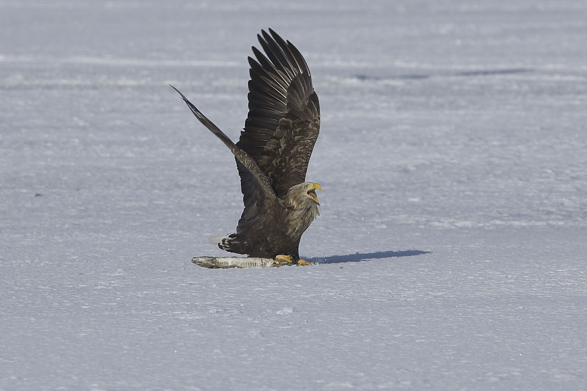 親鳥の愛なのか、はたまた_d0125872_2328316.jpg