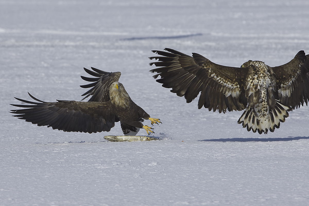 親鳥の愛なのか、はたまた_d0125872_23284574.jpg