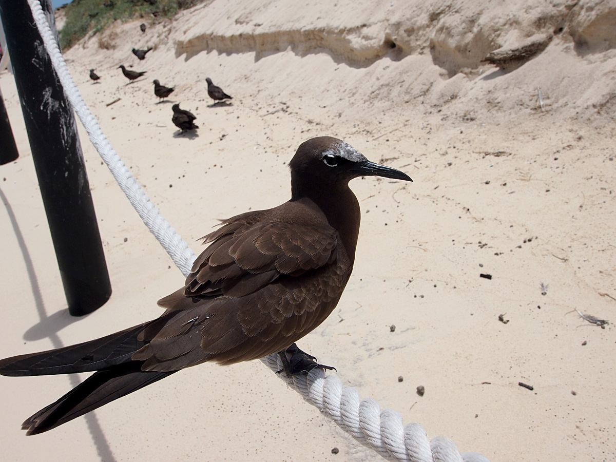 ミコマスケイで野鳥４_d0283373_54707.jpg