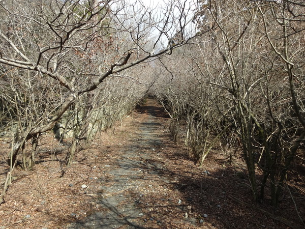 朝熊ヶ岳（朝熊山）　伊勢の古くから伝わる信仰の山_c0066176_11293169.jpg