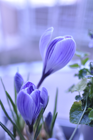 イベント参加のお知らせ と我が家の花達_c0187782_21520008.jpg