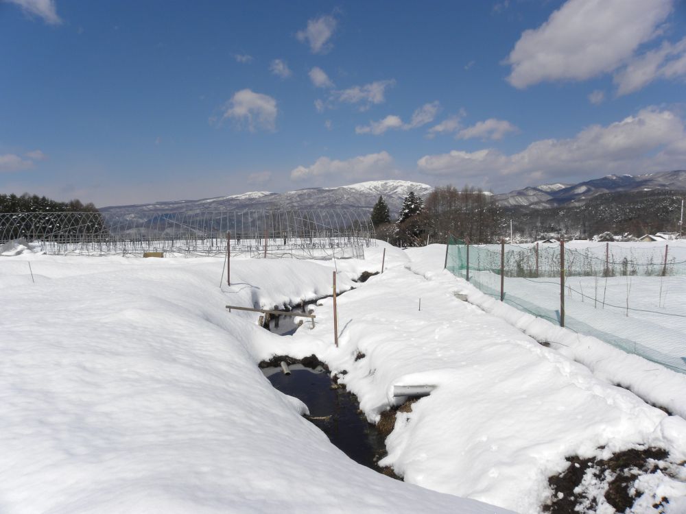 蓼科縄文地鶏(別名:おのこの地鶏)_b0329588_11385403.jpg