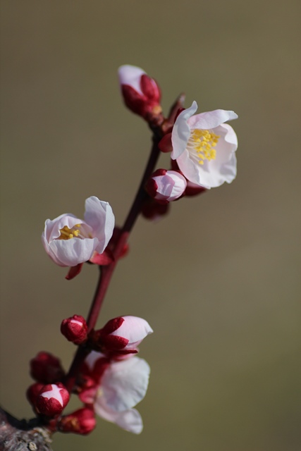 平芝公園 梅まつり 2014-3-9_e0251895_18103140.jpg