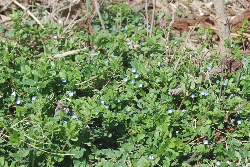 小さな春花・・・＜その一＞_e0025300_1829625.jpg