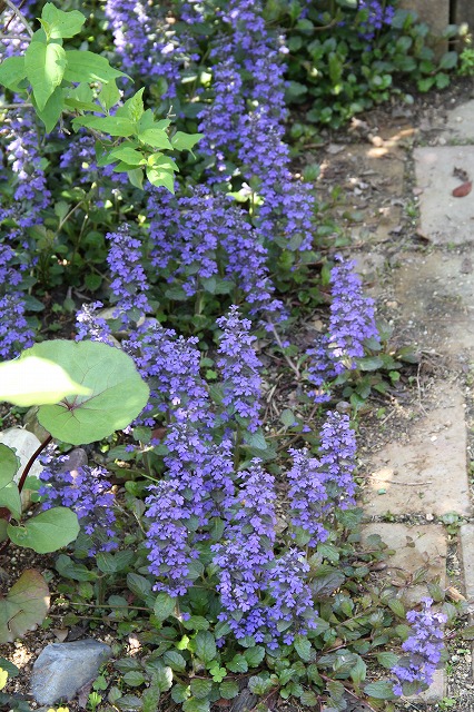 a0123003_9402936.jpg