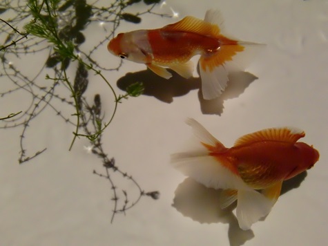 アートアクアリウム展~大阪・金魚の艶~_a0122205_23273240.jpg