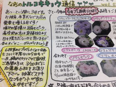 なおのトルコギキョウ通信vol.12_d0099708_9271165.jpg