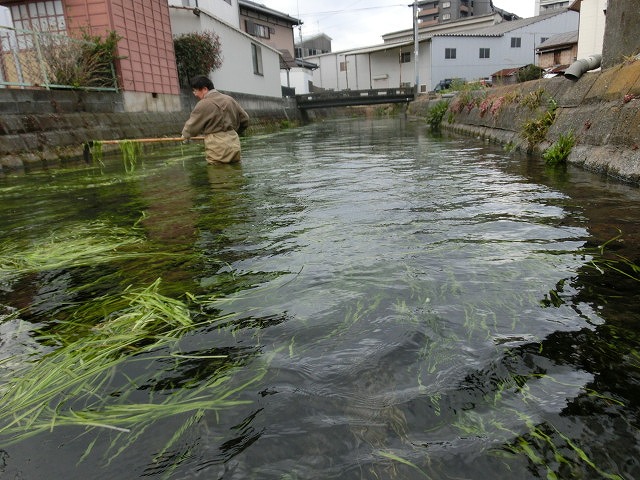 今年初めての「田宿川の川そうじ」_f0141310_8124694.jpg