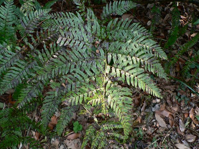 紅羊歯 ベニシダ 花の仲間調べ