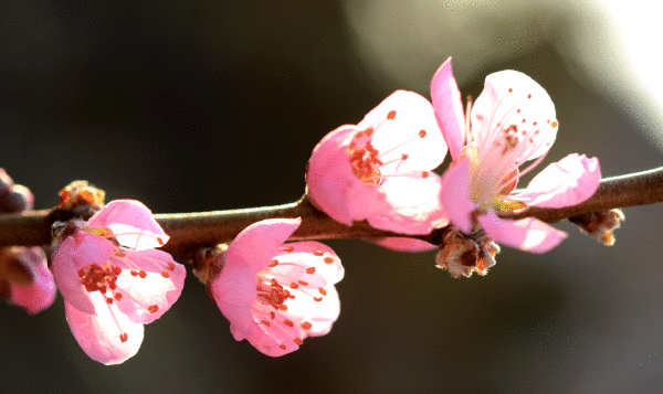 e0274428_00131900.gif