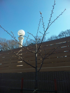 ペット霊園の桜_b0308135_14133615.jpg