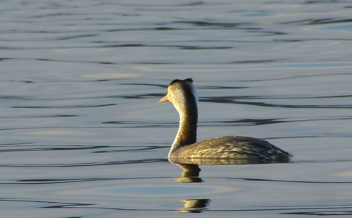 野　鳥_b0312938_06405561.jpg