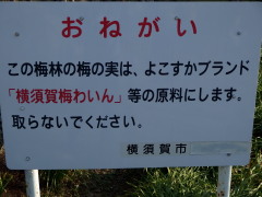 c0097838_2061114.jpg