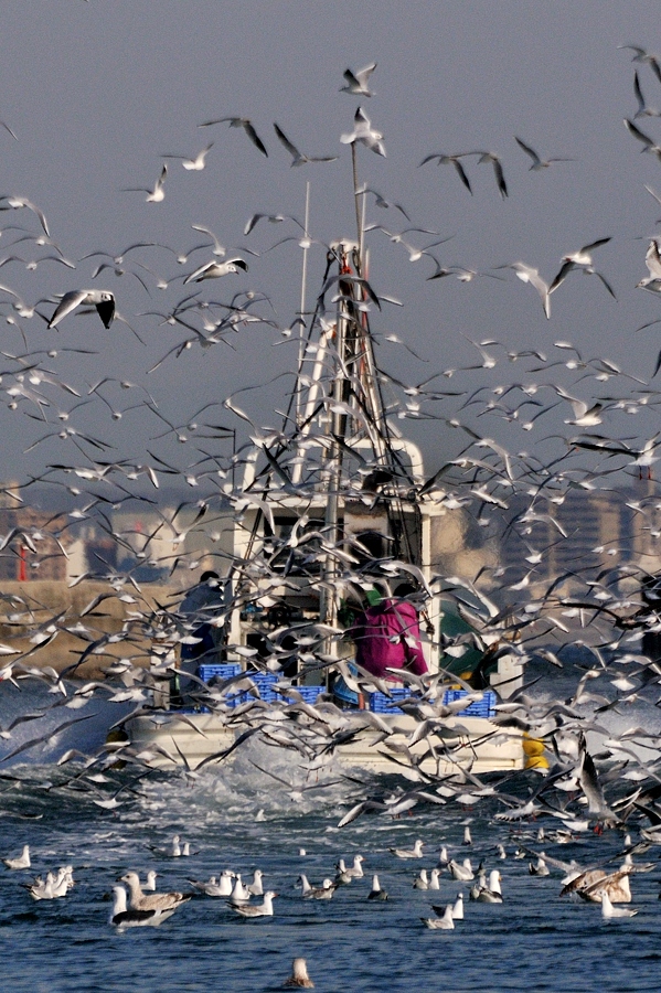 カモメ群れ飛ぶ イカナゴ漁　２０１４（淡路島）ー２/３_d0148541_19495816.jpg