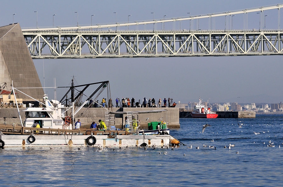 カモメ群れ飛ぶ イカナゴ漁 2014(淡路島)ー2/3_d0148541_19592331.jpg