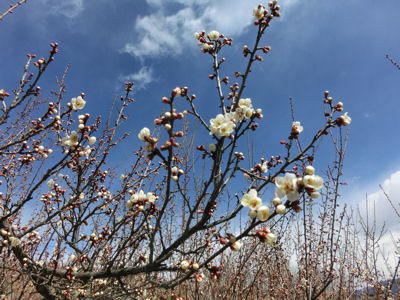 敷島梅の里ウォーク2014_f0019247_2115373.jpg