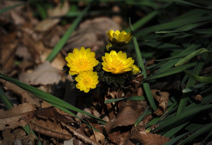 春の野の花・・_c0233349_20453987.jpg