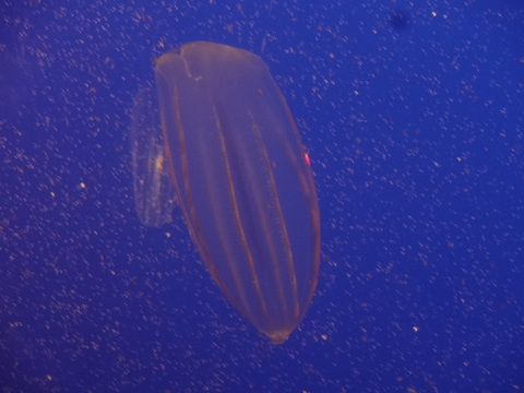 f0198556_4234220.jpg