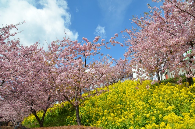 松田山の河津桜です_e0020957_21443531.jpg