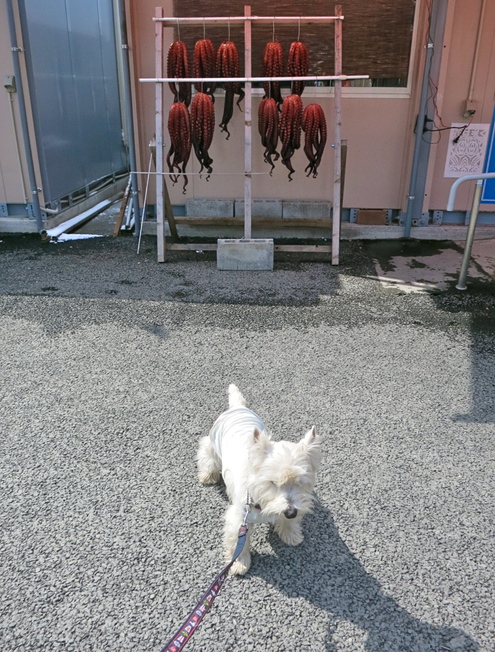 「車嫌い」の荒治療、ふたたび_c0260460_16281643.jpg