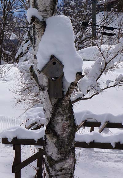 大雪、その後_f0153164_14103739.jpg