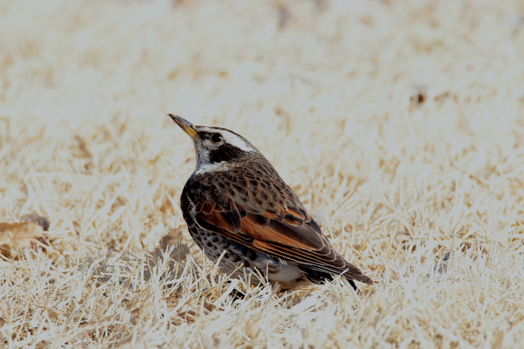 モズとツグミ、そして望遠でウメ_c0305565_18500477.jpg