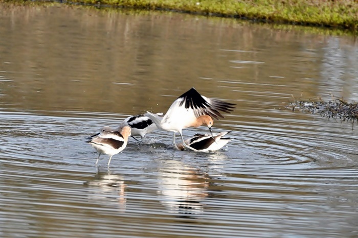 At Corte Madera Creek_a0126969_673798.jpg