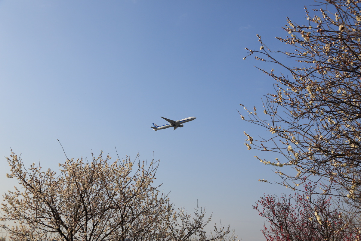 飛行機と梅_a0117972_194324.jpg