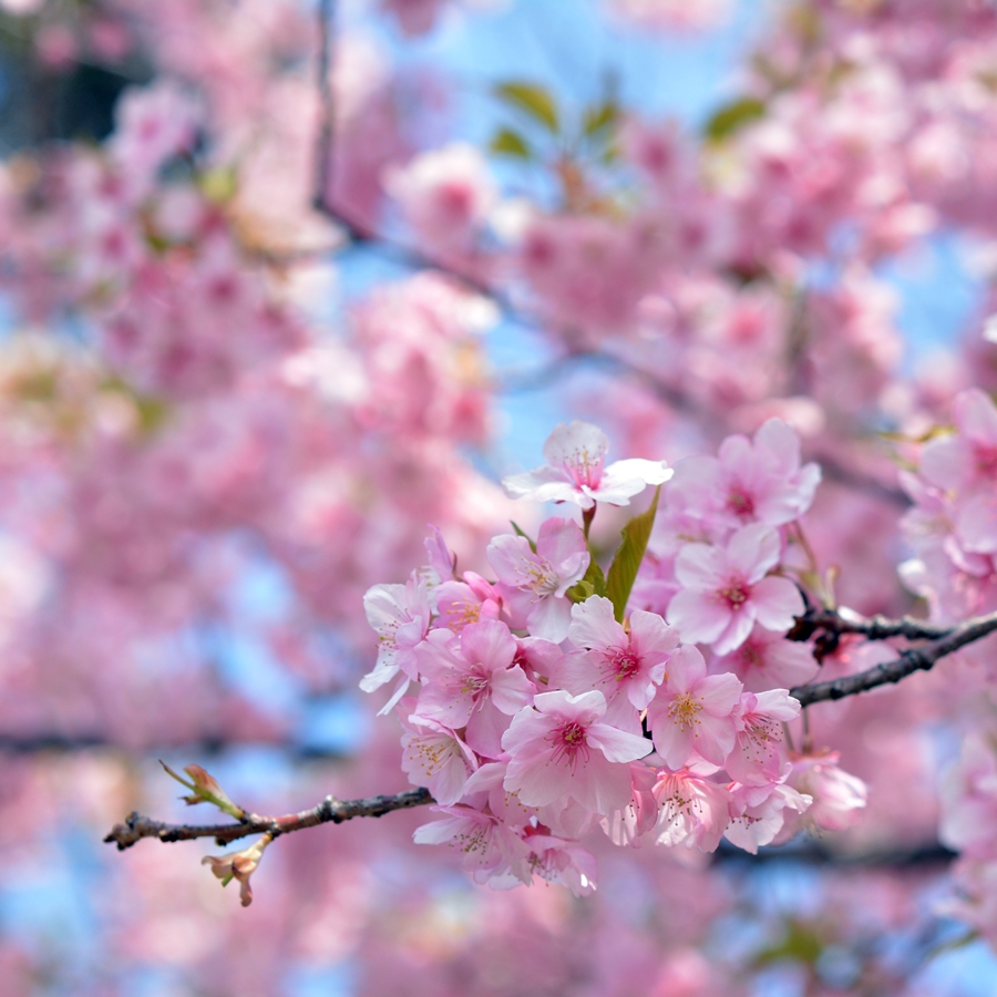 大寒桜 オオカンザクラ 生き物たちに乾杯 野に咲く花に心を込めて