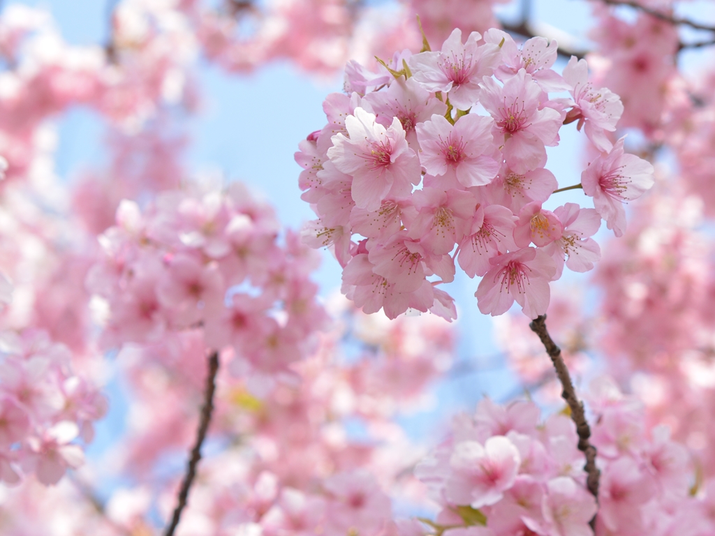 大寒桜 オオカンザクラ 生き物たちに乾杯 野に咲く花に心を込めて