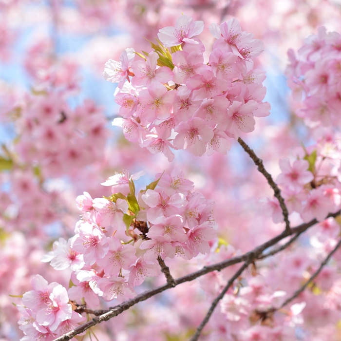 大寒桜 オオカンザクラ 生き物たちに乾杯 野に咲く花に心を込めて